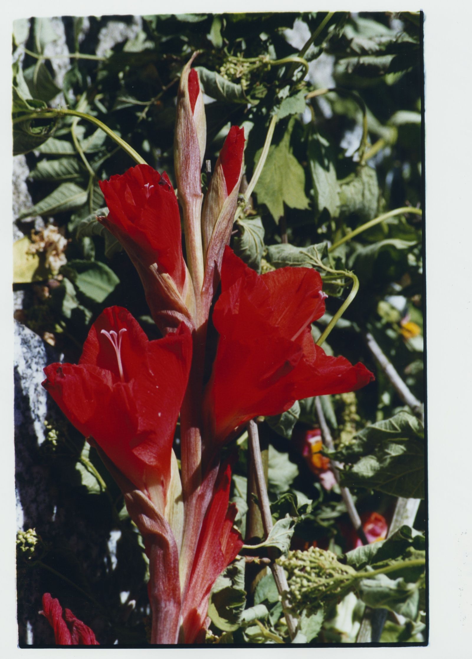 210623-visuel-expo-fleurs-rouges-76f0d5bb1f250b6d25faded0df51d2bc