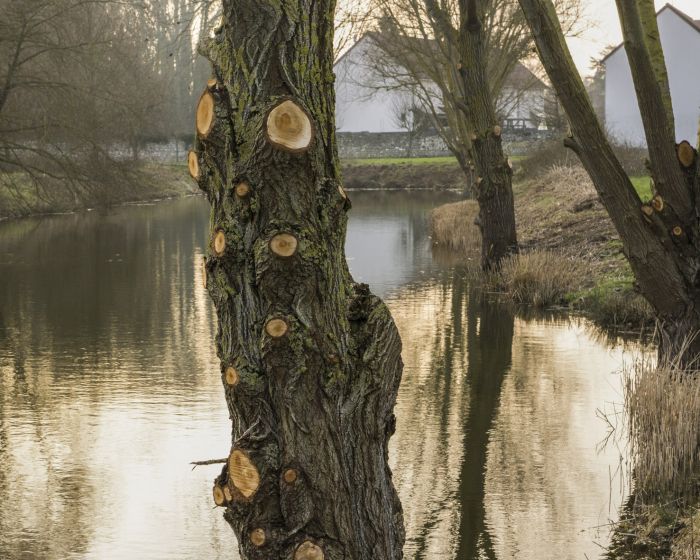 m.dearing-la-01-l-arbre-devant-l-etang-d6001b777858446791b7e4d5e75fc1fa